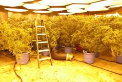 An example of a marijuana "grow house"